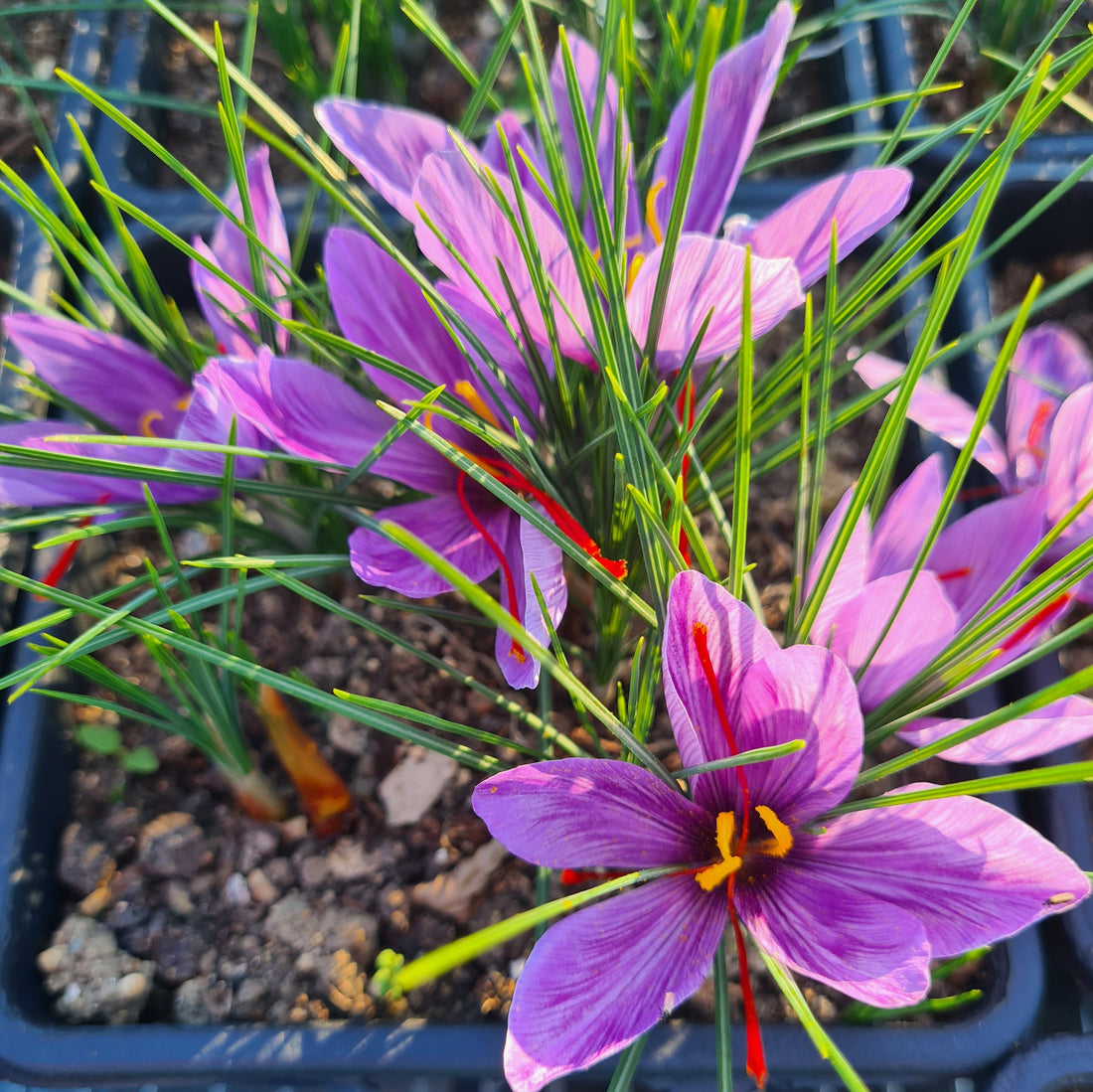 Potées de safran : les premières fleurs de la saison s’ouvrent