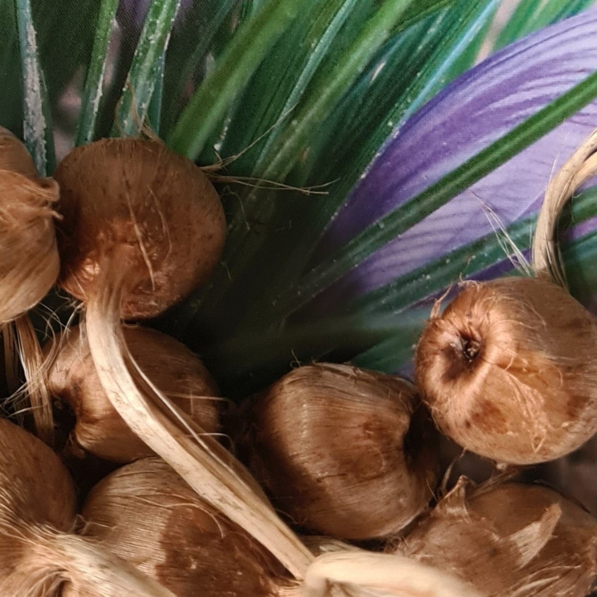 Bulbes de safran BIO
