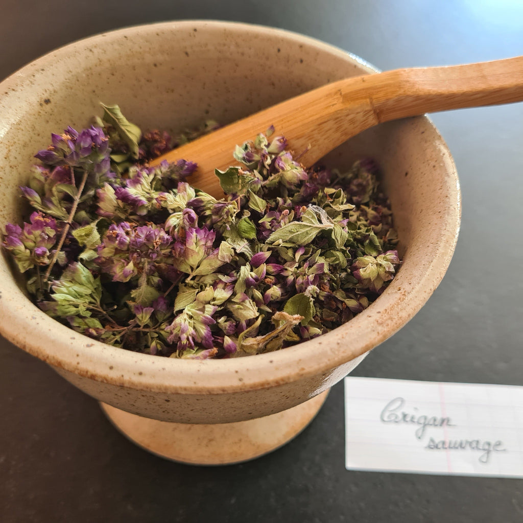 Origan sauvage bio, vulgaire