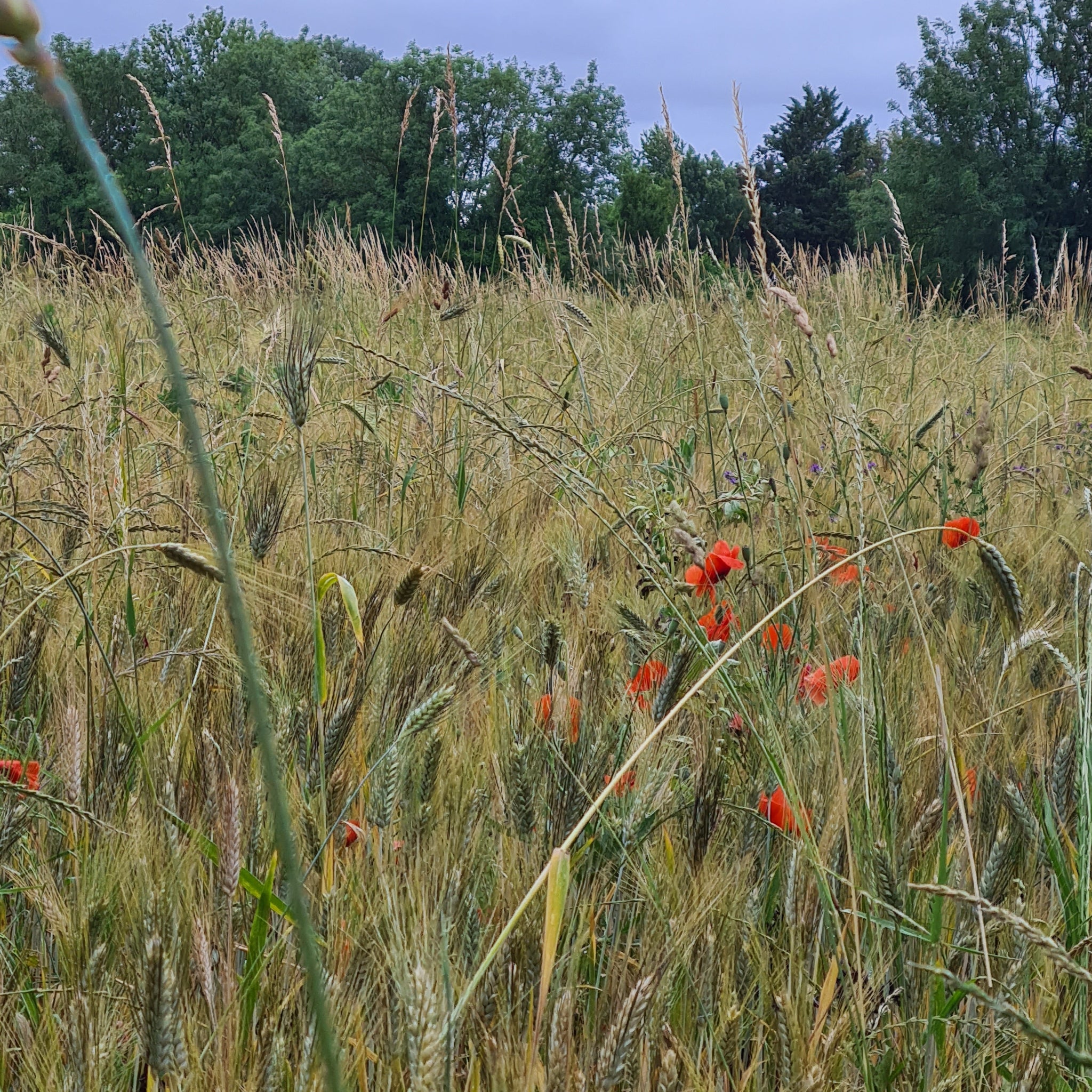 Rubans de blé bio au safran