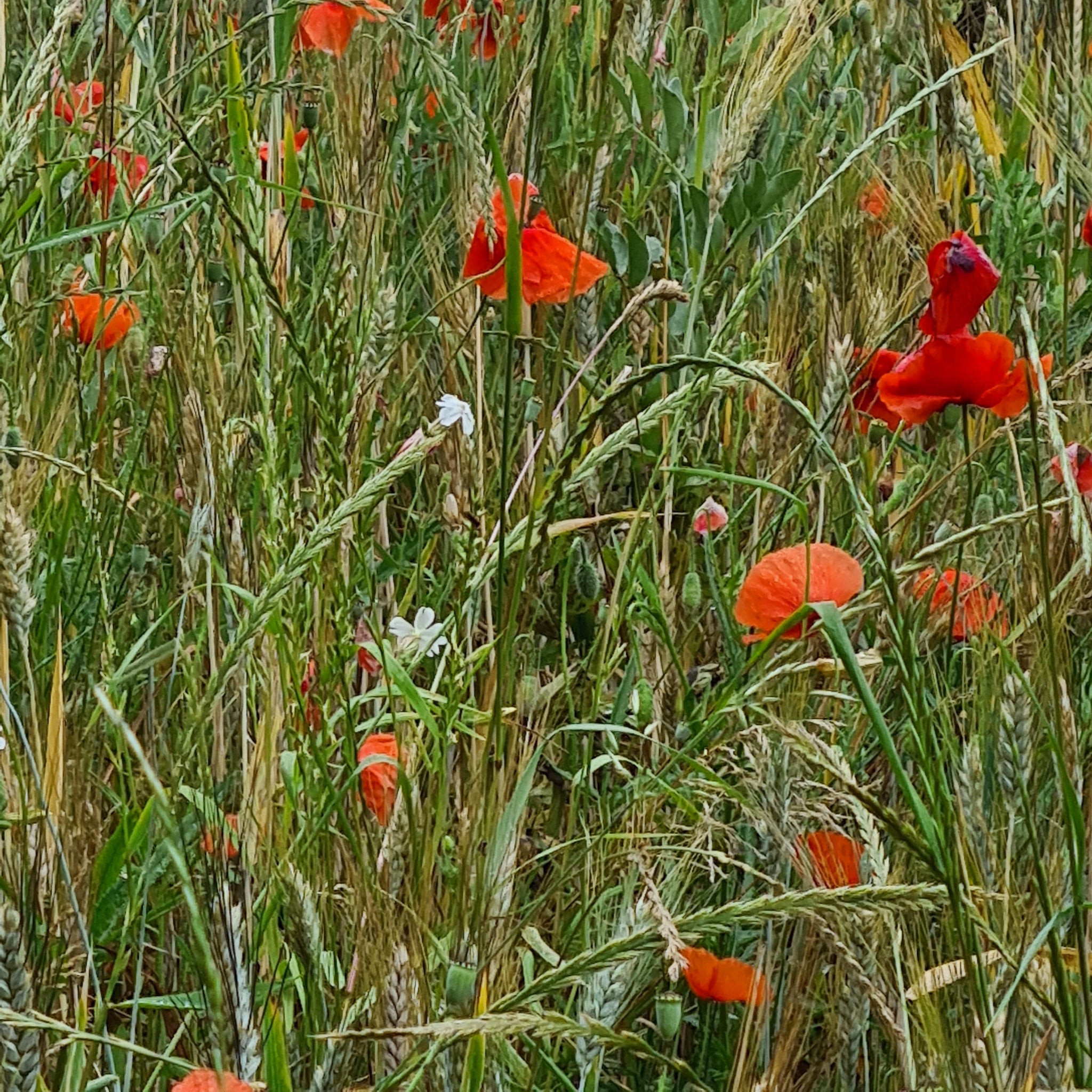 Rubans de blé bio au safran