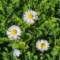 Fleurs de Pâquerettes bio