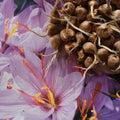 Bulbes de Safran BIO calibre 6/7