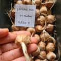 Bulbes de Safran BIO calibre 8 / 9