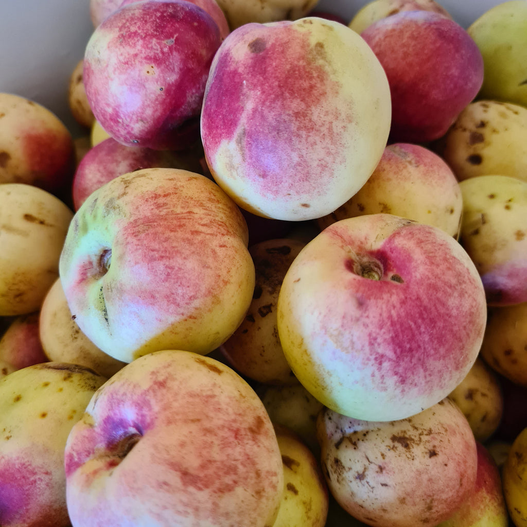 Nectarine du jardin au laurier