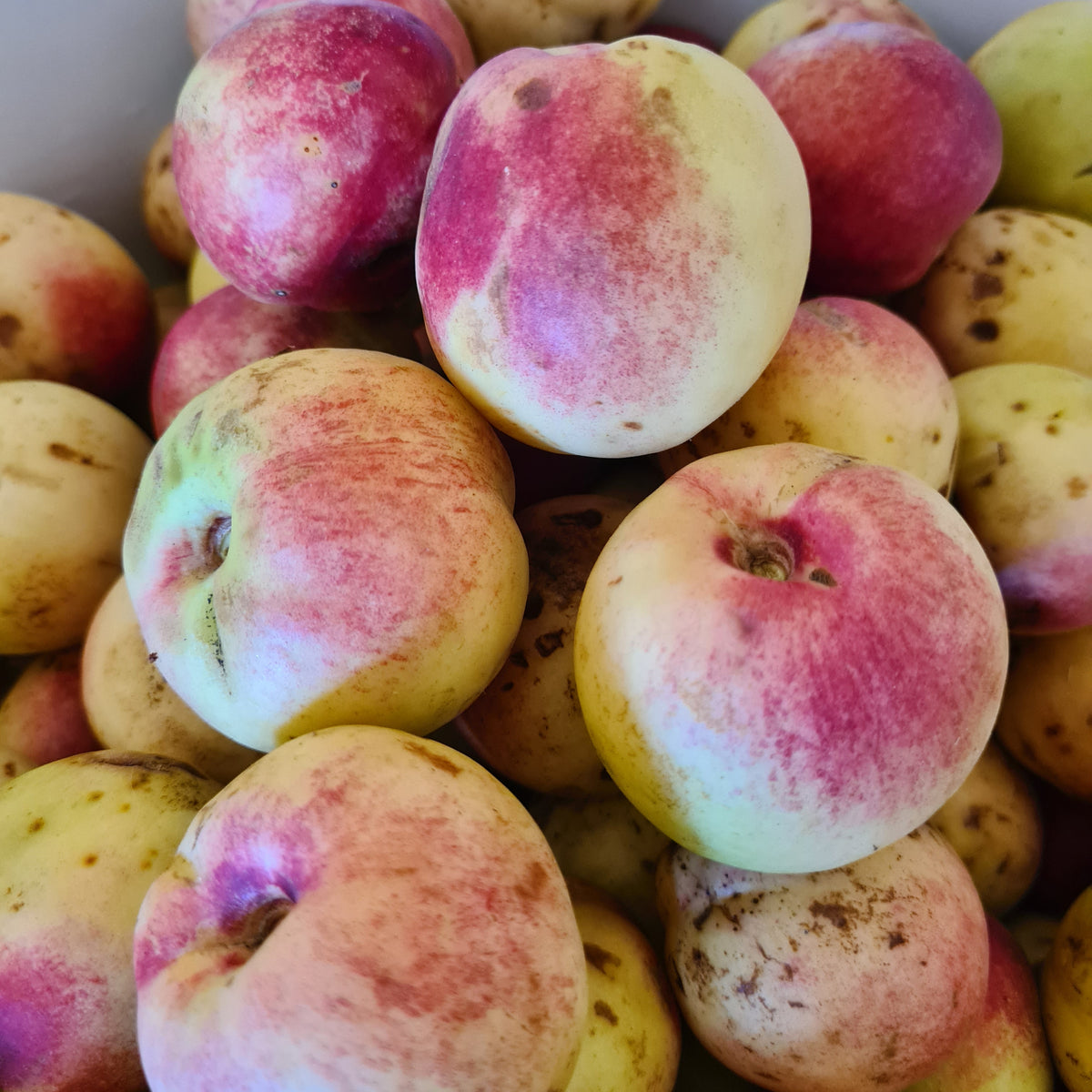 Nectarine du jardin au laurier