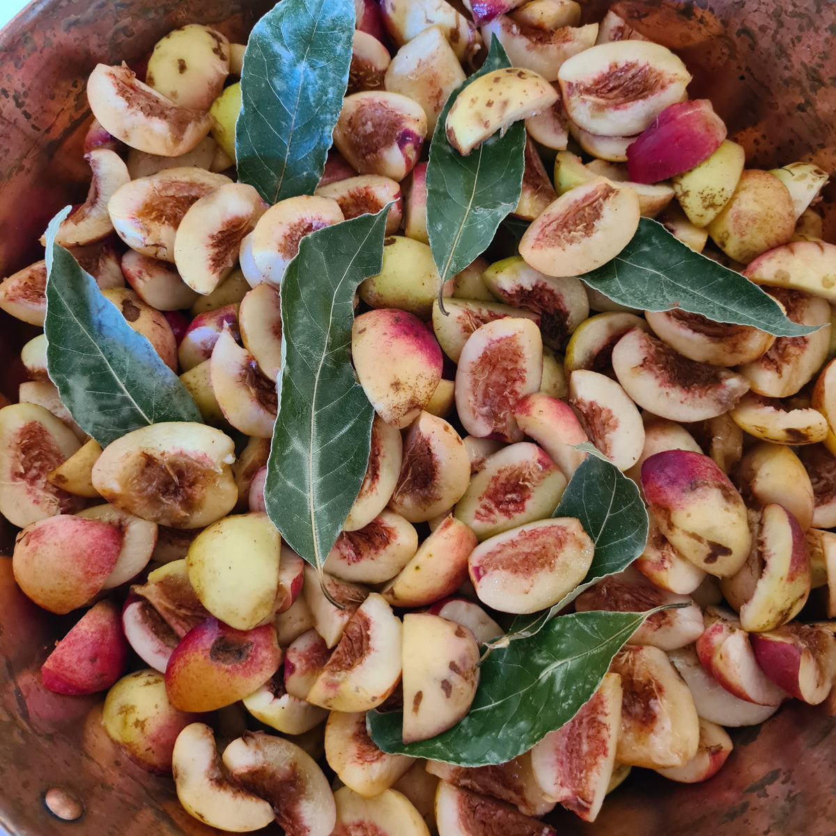 Nectarine du jardin au laurier