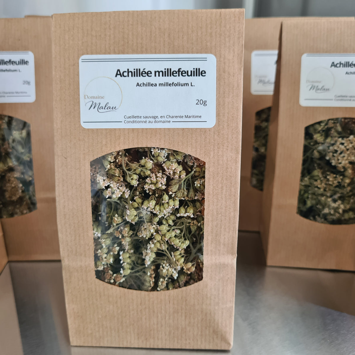 Achillée millefeuille